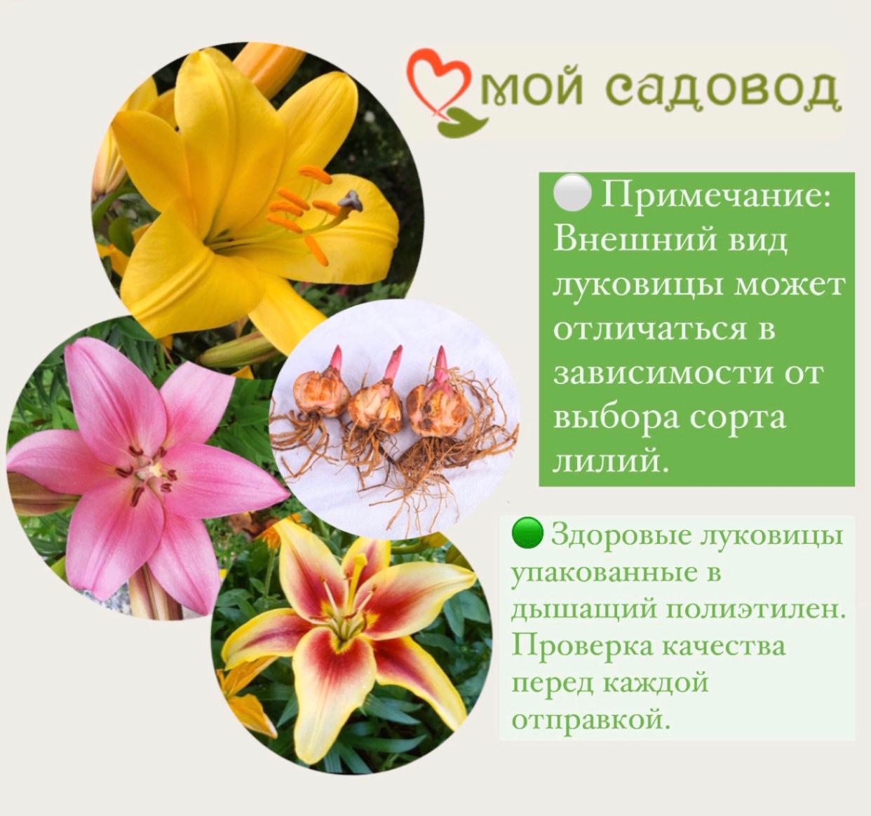 Махровая Лилия Роберта