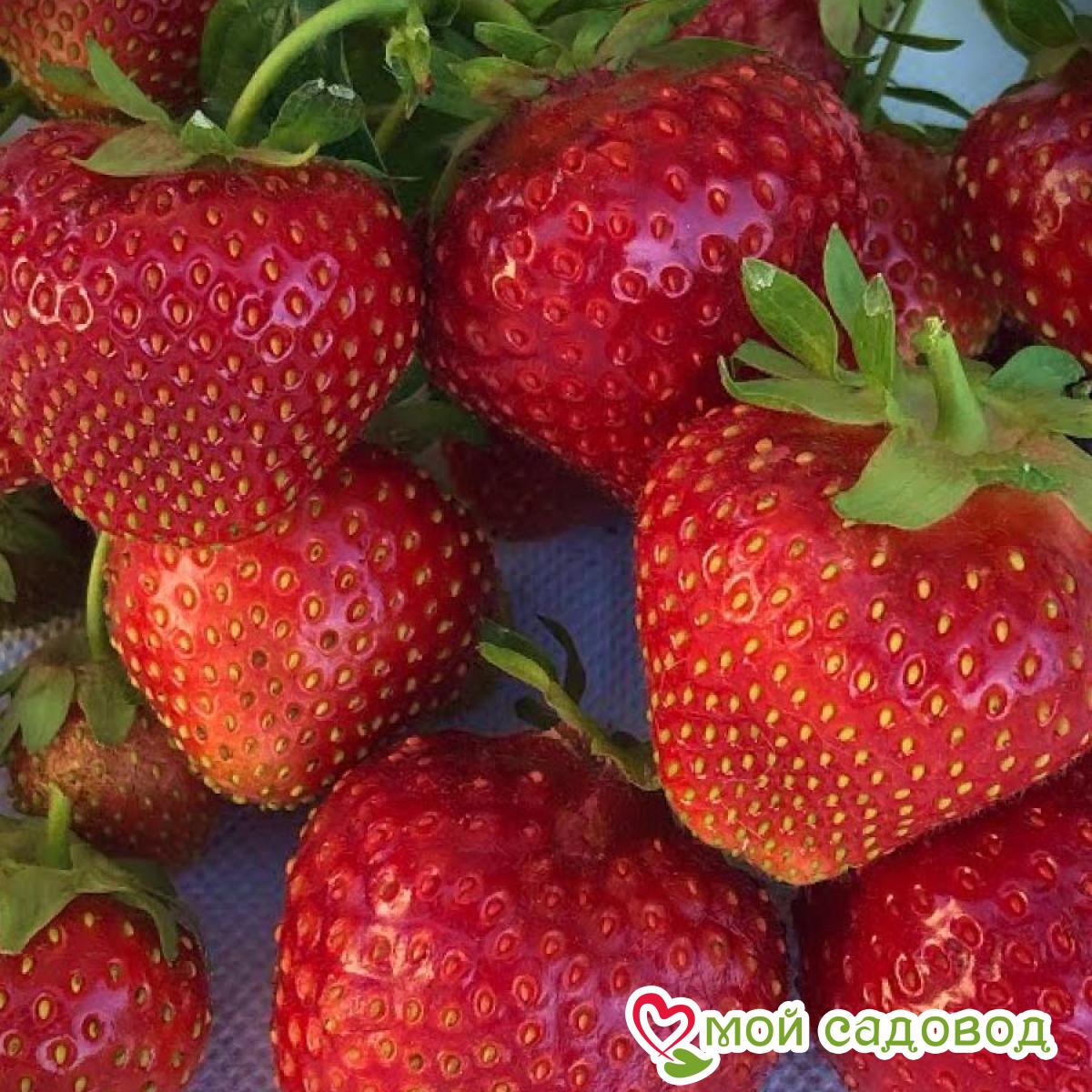 Клубника Аллегро