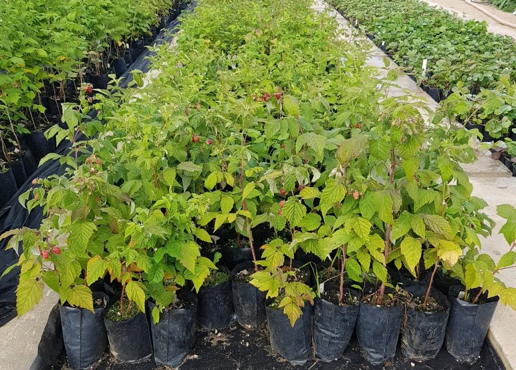 Саженцы Малины